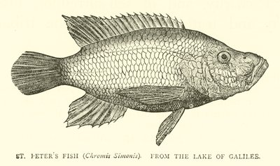 Ryba St Peters (Chromis Simonis), z Galilejského jezera od English School