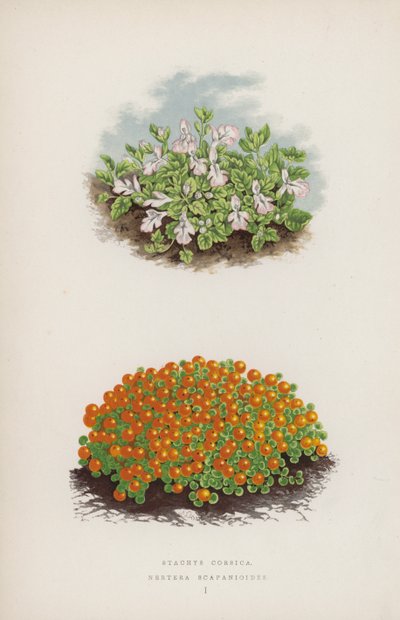 Stacyhysa corsica; Nerthurae scapaniloides (barva lito) od English School
