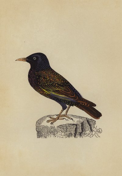 Starling (barva lito) od English School