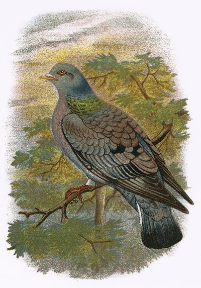 Stock Dove od English School
