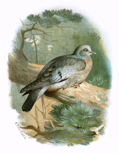 Stock Dove od English School