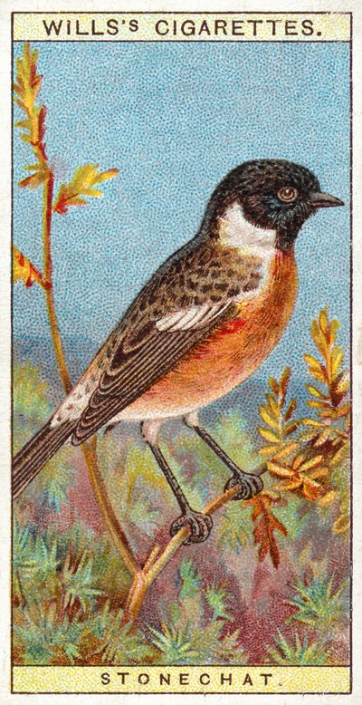 Stonechat od English School