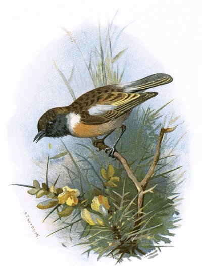 Stonechat od English School