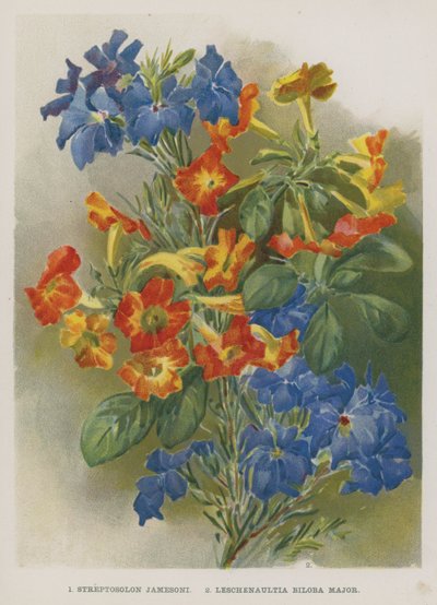 Streptosolon Jamesoni, Leschenaultia Biloba Major od English School