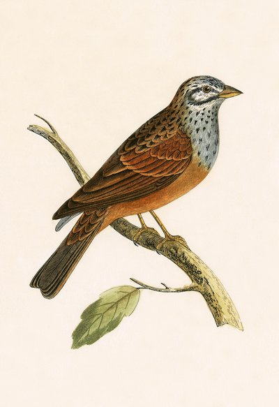 Strnad pruhovaný, ilustrace z knihy „Historie ptáků Evropy nepozorovaných na Britských ostrovech“ od Charlese Roberta Bree (1811-86), vydáno 1867 od English School