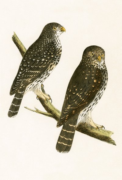 Strix Pusilla, ilustrace z „Historie ptáků Evropy nepozorovaných na Britských ostrovech“ od Charlese Roberta Bree (1811-86), vydáno 1867 od English School