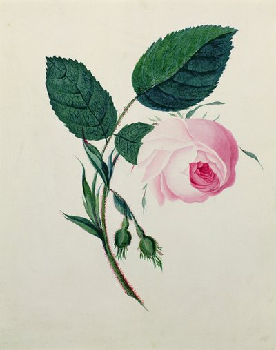Study of a Pink Rose, c.1820 (wc na papíře) od English School