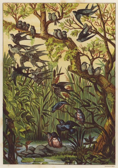 Letní večer s ptáky (barva litho) od English School