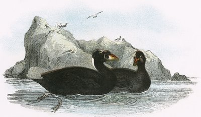 Surf Scoter od English School