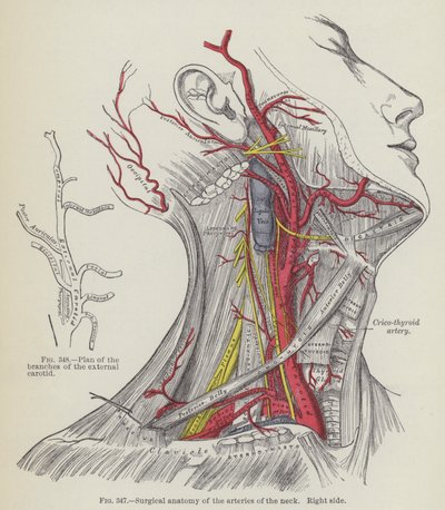 Chirurgická anatomie tepen krku, pravá strana (rytina) od English School
