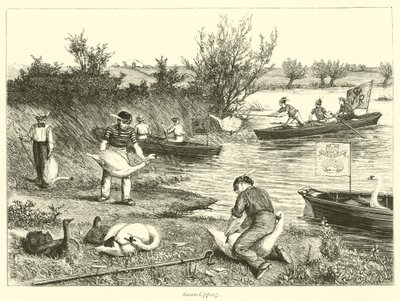Swan-Upping od English School
