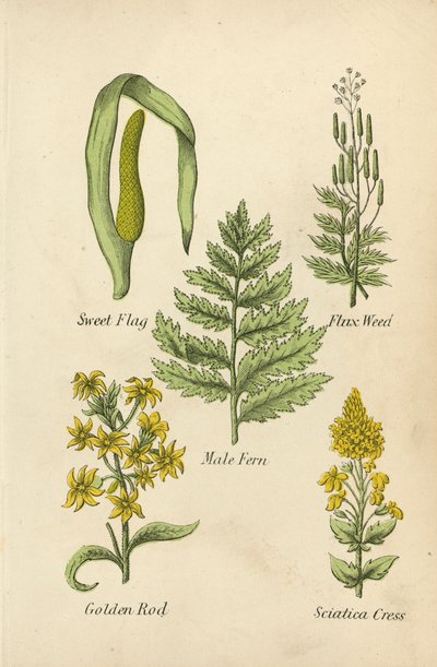 Sladký prapor, Flux Weed, Male Fern, Golden Rod, Sciatica Cress (barevná litografie) od English School