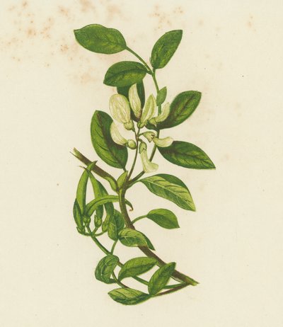 Sladká mléč, Astragalus Glyciphyllus (barevná litografie) od English School