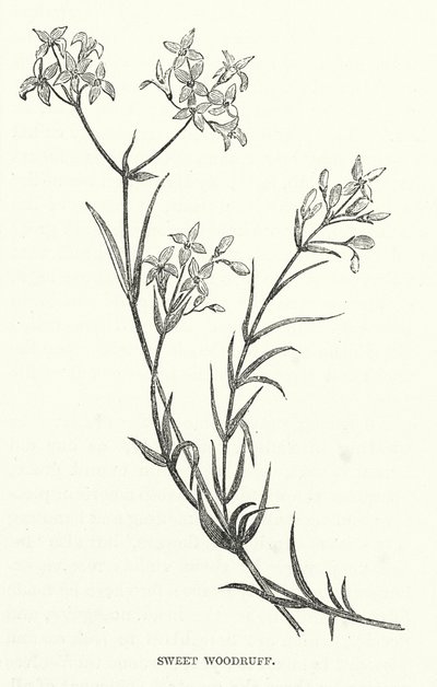 Sweet Woodruff (rytina) od English School