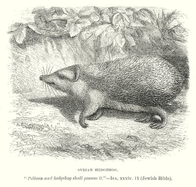 Ježek syrský (rytina) od English School