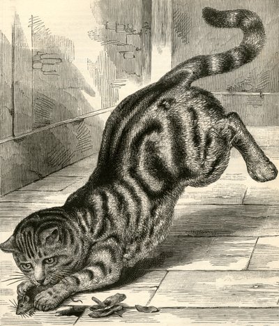 Kočka Tabby skáče na myš od English School