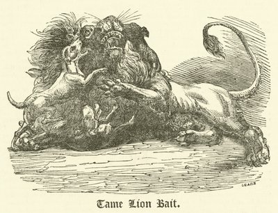 Tame Lion Bait (rytina) od English School