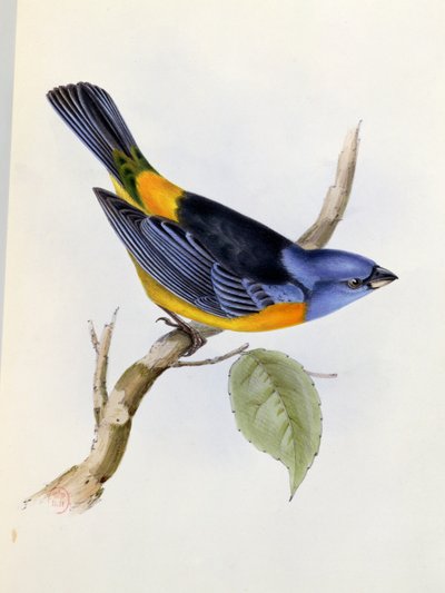 Tanagra Darwini, deska 34 z The Zoology of the Voyage of H.M.S. Bígl 1832-36, Charles Darwin (1809-92), 1840 od English School