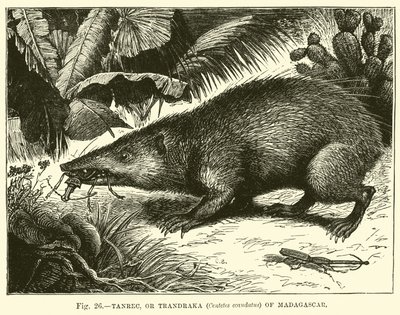 Tanrec nebo Trandraka (Centetes ecaudatus) z Madagaskaru od English School