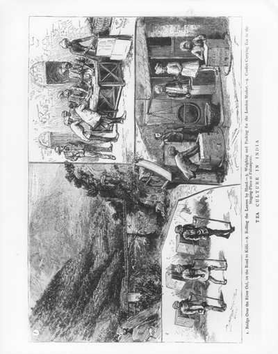 Čajová kultura v Indii, 1883 od English School