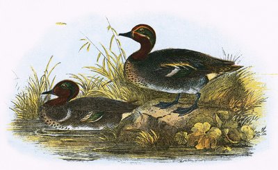 Teal (vpravo) a American Teal (vlevo) od English School