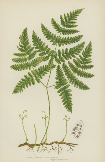 Něžná třívětá polypody (barevná litografie) od English School