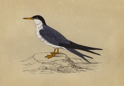 Tern (barevná litografie) od English School