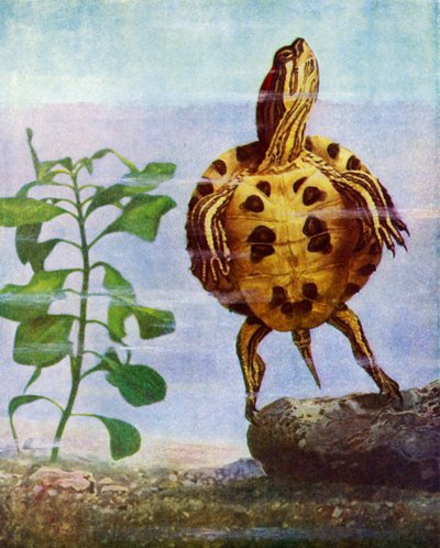 Terrapin od English School