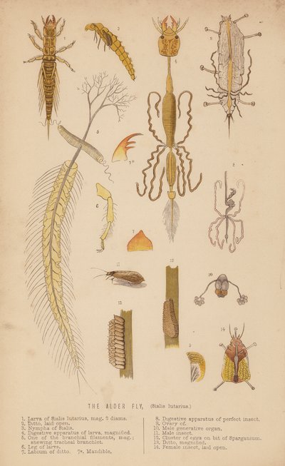 Moucha olšová, Sialis lutarius (litho) od English School