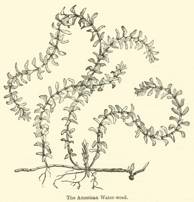 The American Water-weed (rytina) od English School