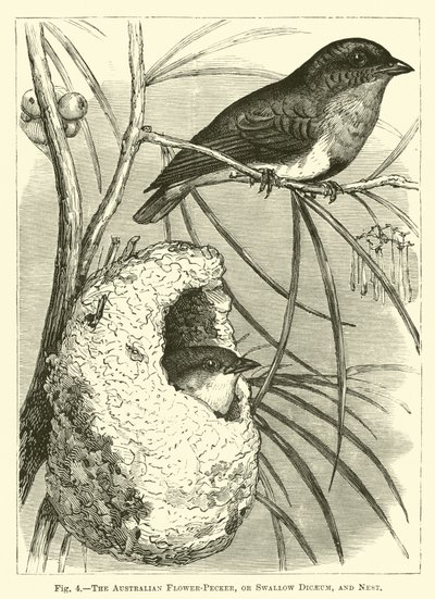 Australská květina-pecker, nebo vlaštovka Dicaeum, a hnízdo od English School