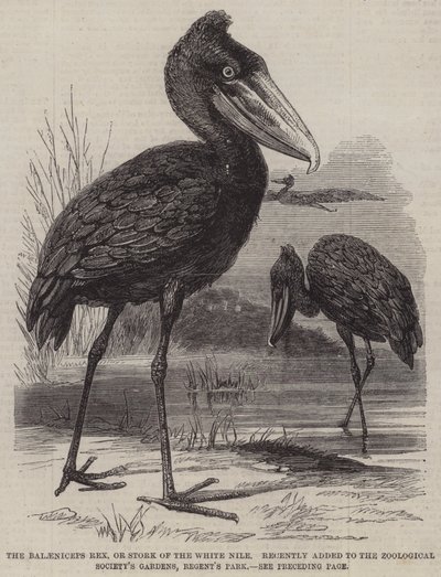 Balaeniceps rex neboli čáp z Bílého Nilu, nedávno přidaný do zahrad Zoologické společnosti, Regent
