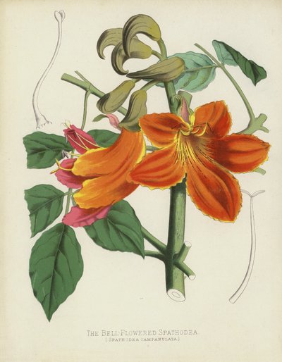 Zvonek květovaný Spathodea, Spathodea Campanulata od English School