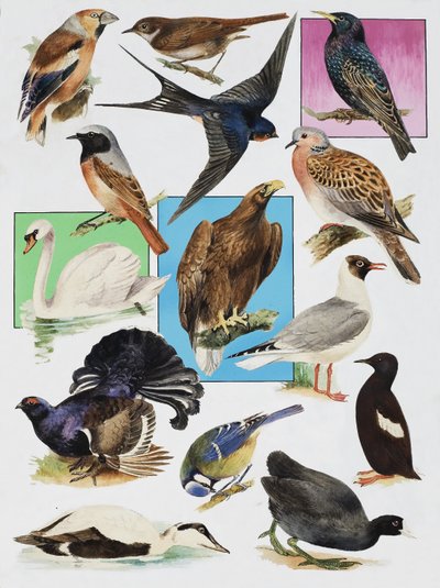 Birds of Britain od English School
