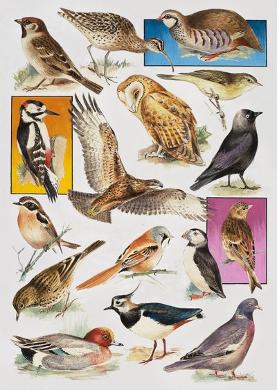 Birds of Britain od English School