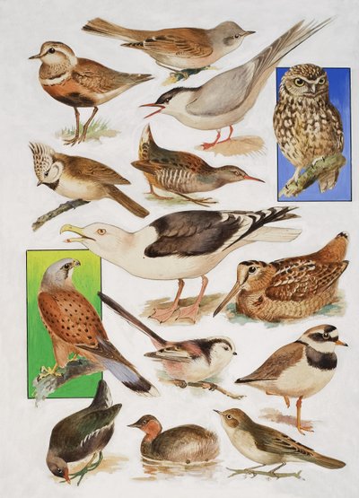 Birds of Britain od English School
