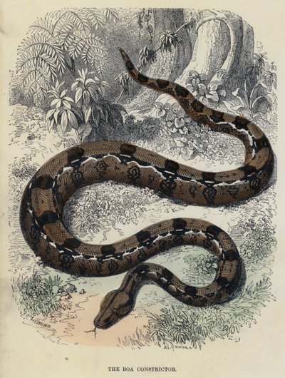 Boa Constrictor (barevná rytina) od English School