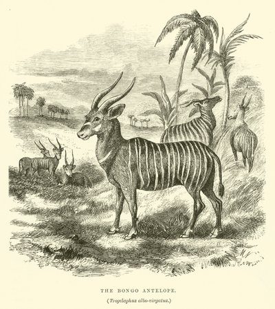 Antilopa Bongo, Trogelaphus bíle větvený (rytina) od English School