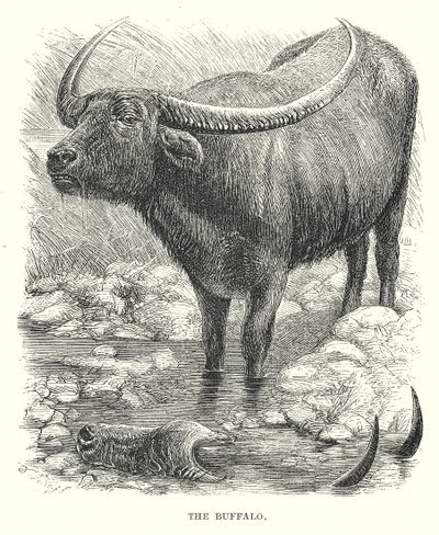 Bizon (rytina) od English School