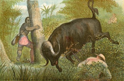 Buffalo - 