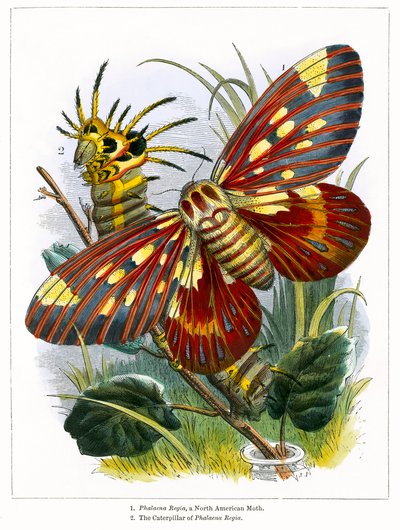 Motýlí vivárium (kolorovaná rytina) od English School