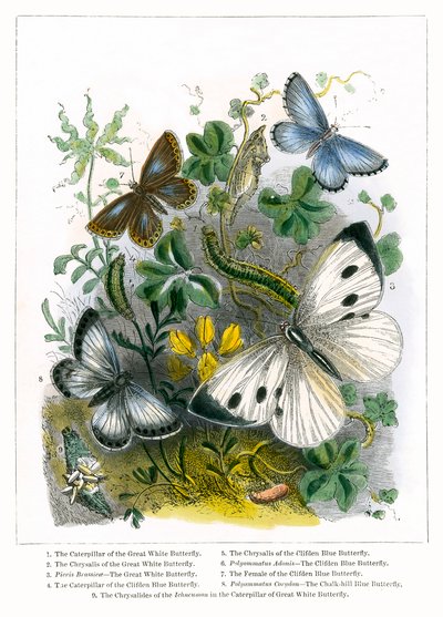 Motýlí vivárium (kolorovaná rytina) od English School