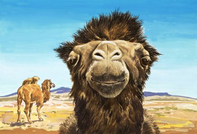 Velbloud, ilustrace z knihy "Stvoření s legračními tvářemi od English School