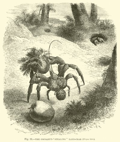 Land-krab, který krade kokosové ořechy, Birgus latro od English School