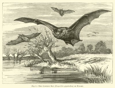 Netopýr obecný, Vespertilio pipistrellus, v letu od English School