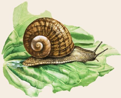 Hlemýžď zahradní, ilustrace z knihy "Slimáci a hlemýždi od English School