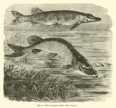 Štika obecná, Esox lucius od English School