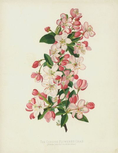 Velký květovaný krab, Pyrus (Malus) Floribunda od English School