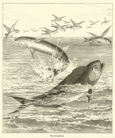 The Coryphene (rytina) od English School