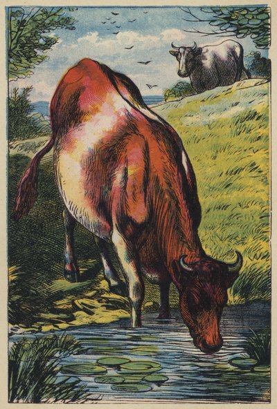 Kráva (barevná litografie) od English School